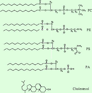 \includegraphics[width=8cm,clip]{lipids.eps}