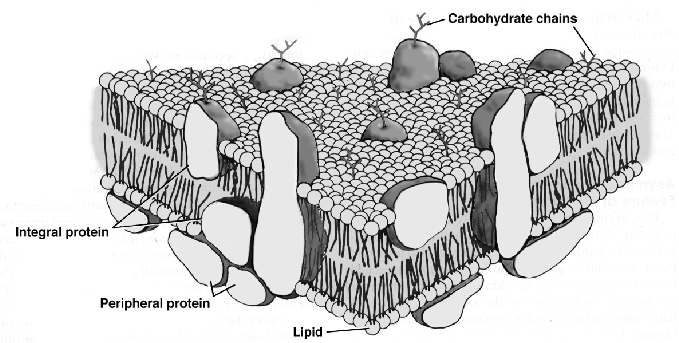 \includegraphics[width=15cm,clip]{membrane.eps}